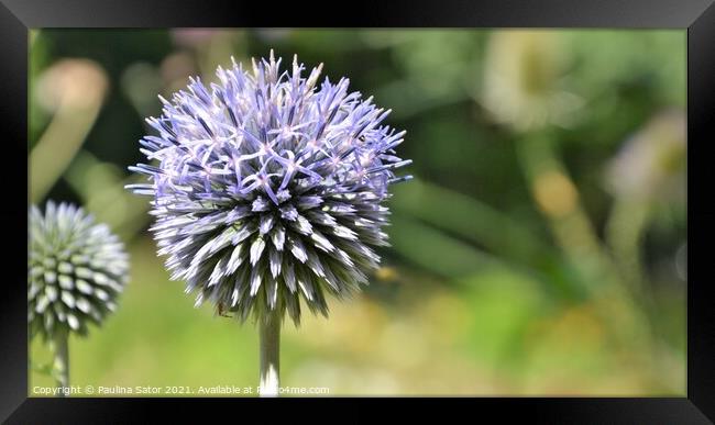 Echinops plant closeup  Framed Print by Paulina Sator