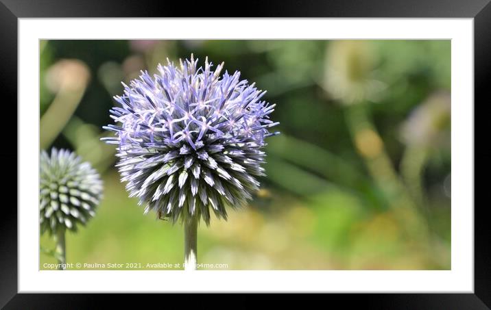 Echinops plant closeup  Framed Mounted Print by Paulina Sator