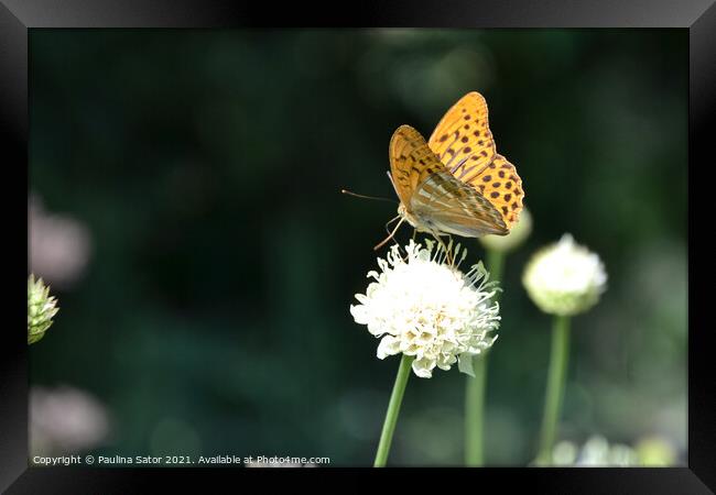 The silver-washed fritillary butterfly Framed Print by Paulina Sator