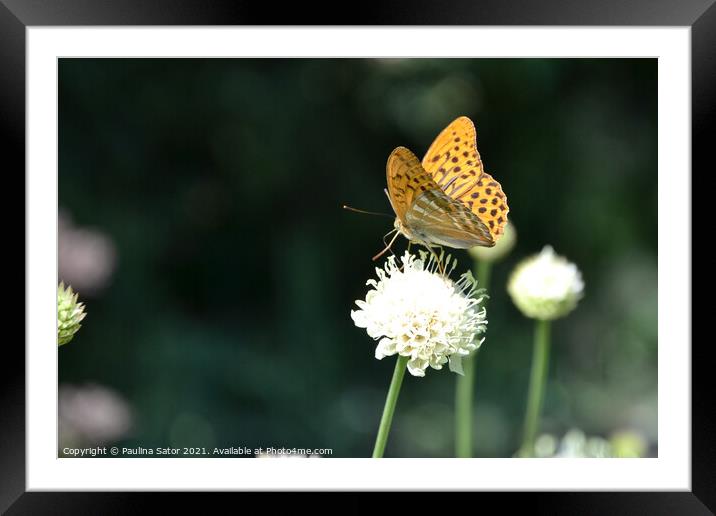 The silver-washed fritillary butterfly Framed Mounted Print by Paulina Sator