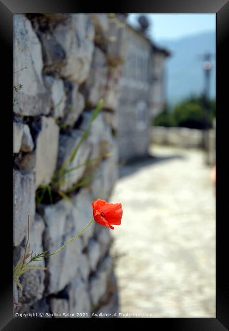 Red poppy flower on the castle rock   Framed Print by Paulina Sator