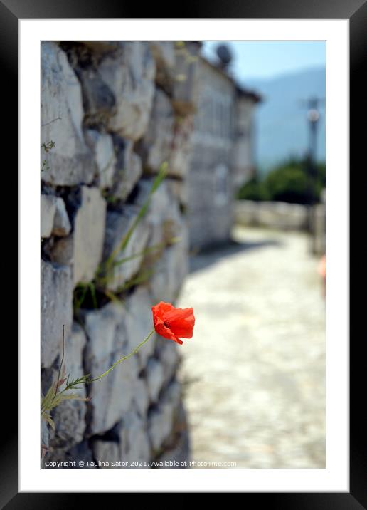 Red poppy flower on the castle rock   Framed Mounted Print by Paulina Sator