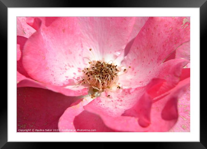 Looking inside the delicate pink rose Framed Mounted Print by Paulina Sator