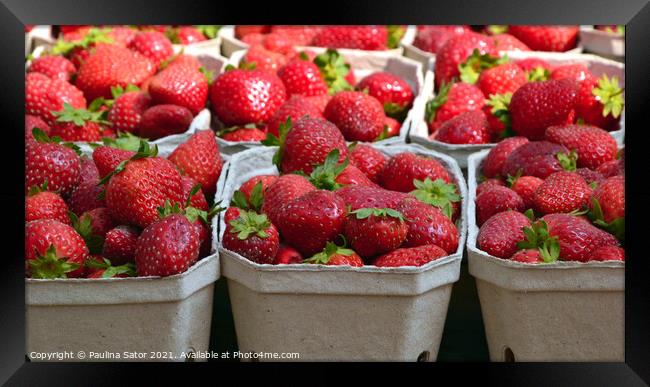 Fresh strawberries in cardboard boxes Framed Print by Paulina Sator