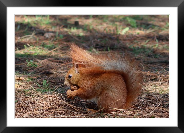 Weedy red squirrel Framed Mounted Print by Paulina Sator