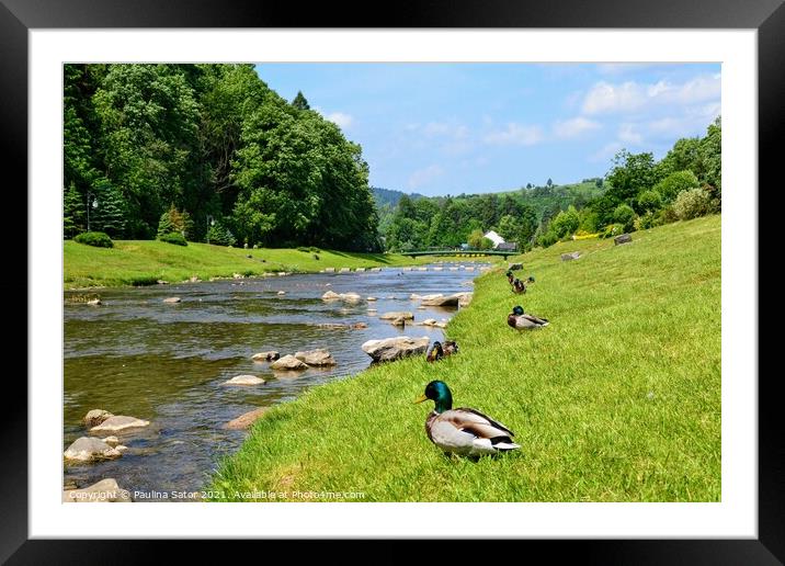 Ducks next to the stream Framed Mounted Print by Paulina Sator