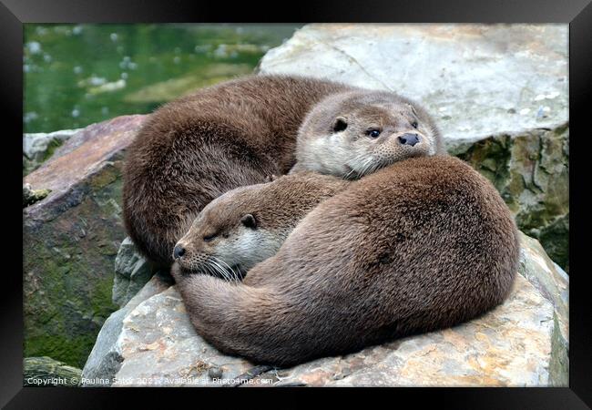 Two otter cutties in love Framed Print by Paulina Sator