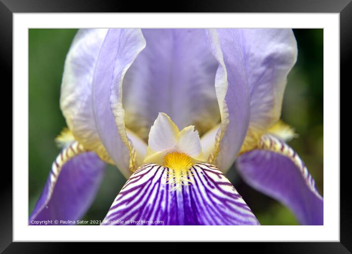 Purple Iris flower closeup Framed Mounted Print by Paulina Sator