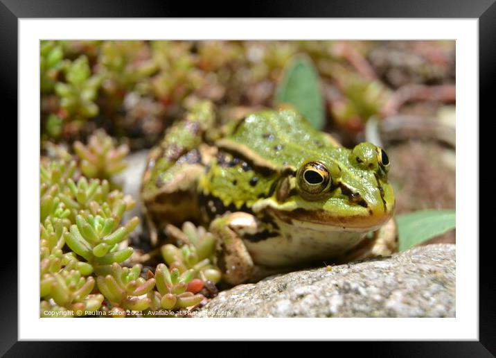 Cute green frog hiding in the greenery Framed Mounted Print by Paulina Sator