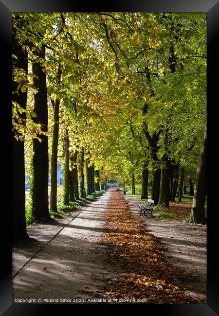 Walking through the Avenue of chestnuts  Framed Print by Paulina Sator