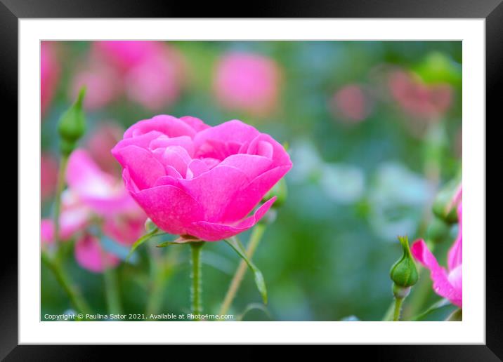 Pink rose in the garden Framed Mounted Print by Paulina Sator