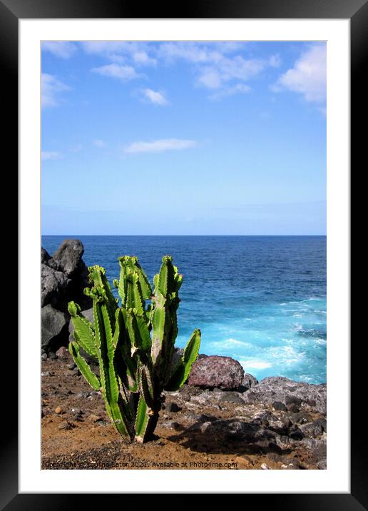 Cactus plant on the shore Framed Mounted Print by Paulina Sator