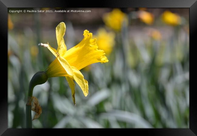 Yellow narcissus flower in the garden Framed Print by Paulina Sator