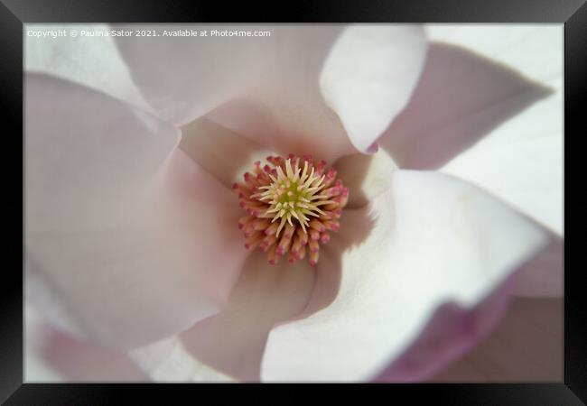 Magnolia flower inside Framed Print by Paulina Sator