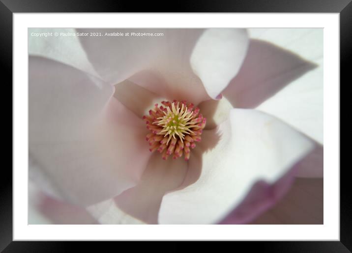 Magnolia flower inside Framed Mounted Print by Paulina Sator