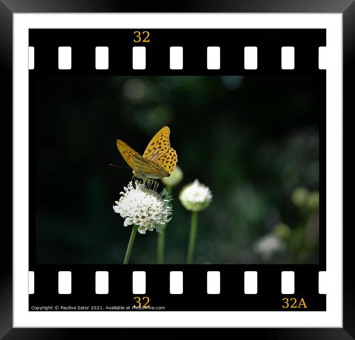 Butterfly in the film frame Framed Mounted Print by Paulina Sator
