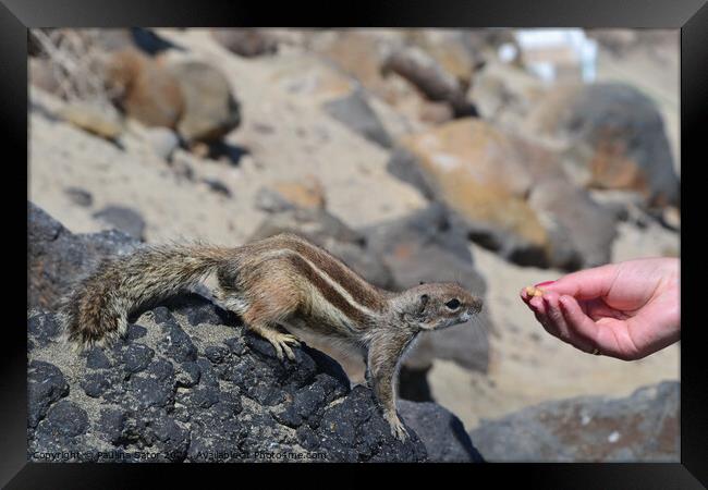 The wild barbary ground squirrel taking a nut Framed Print by Paulina Sator