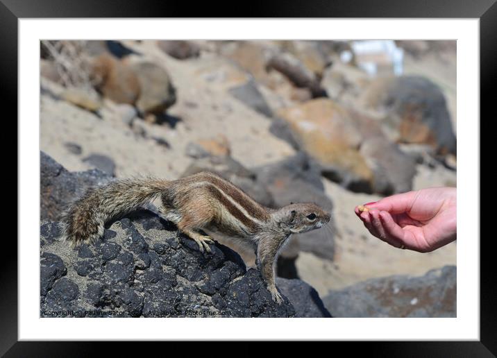 The wild barbary ground squirrel taking a nut Framed Mounted Print by Paulina Sator
