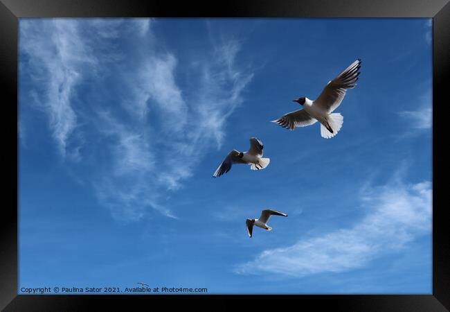 Sea gulls in the air Framed Print by Paulina Sator