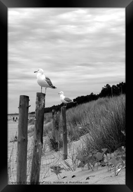 Seagulls in black & white Framed Print by Paulina Sator