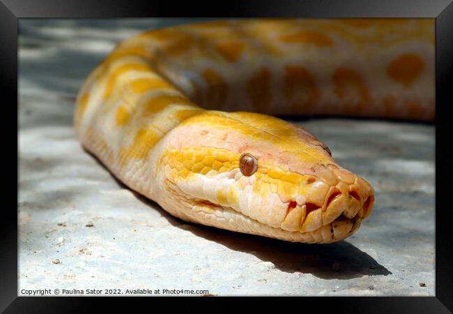 Albino Burmese python look at you Framed Print by Paulina Sator