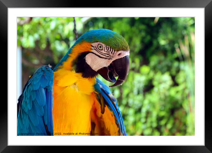 Blue and yellow macaw portrait Framed Mounted Print by Paulina Sator