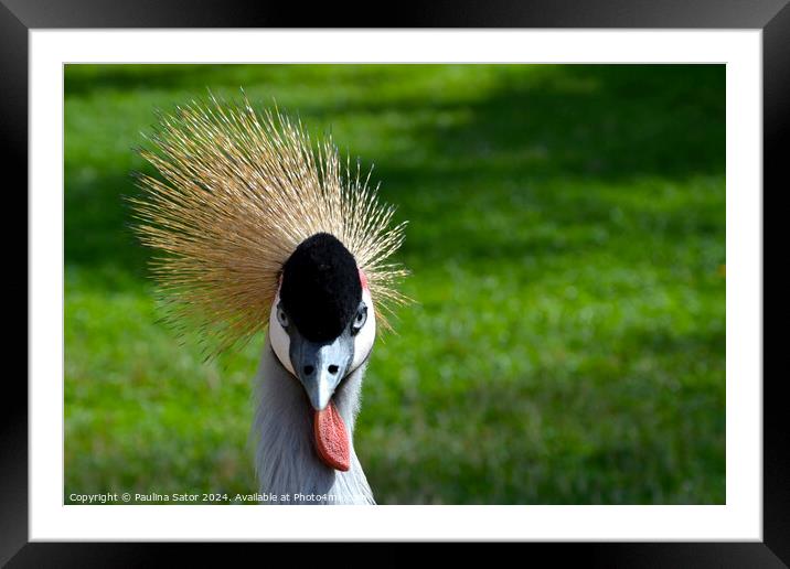 Tongue out! Framed Mounted Print by Paulina Sator
