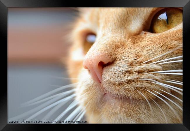 Close-up portrait of redhead cat Framed Print by Paulina Sator