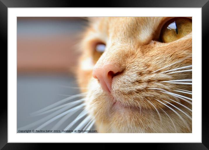 Close-up portrait of redhead cat Framed Mounted Print by Paulina Sator