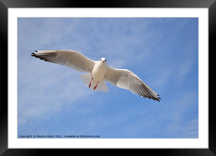 Single seagull in the blue sky Framed Mounted Print by Paulina Sator