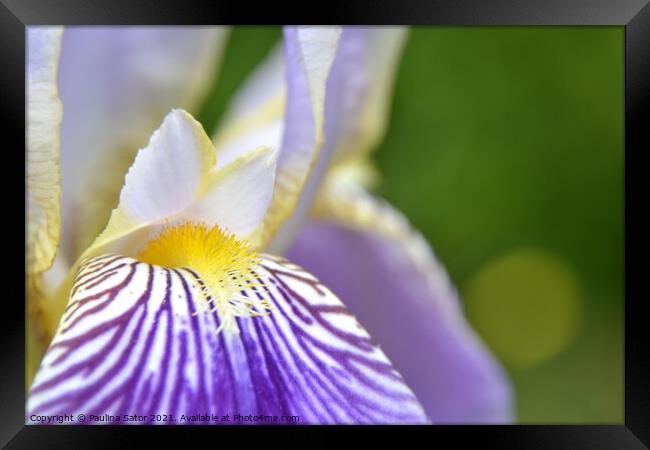 Purple Iris flower close up Framed Print by Paulina Sator