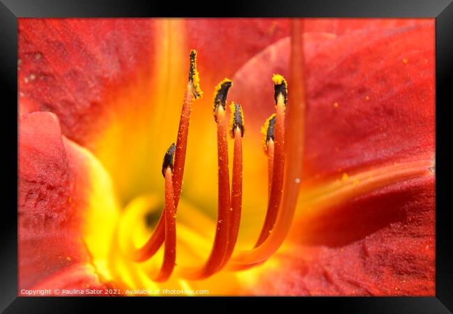 Yellow and red daylily flower - close up Framed Print by Paulina Sator