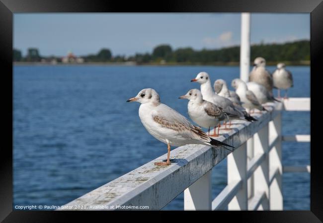 Seagulls standing on the railing of the pier Framed Print by Paulina Sator