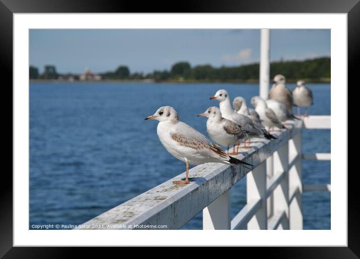 Seagulls standing on the railing of the pier Framed Mounted Print by Paulina Sator