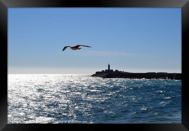 Seagull over the ocean. Punta Jandia Framed Print by Paulina Sator
