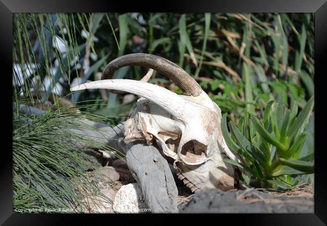 Goat skull with horns Framed Print by Paulina Sator
