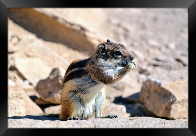 Wild barbary ground squirrel Framed Print by Paulina Sator