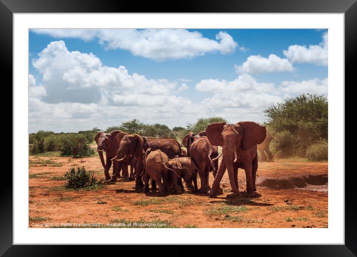 Herd of elephants in africa Framed Mounted Print by Paolo Cordoni