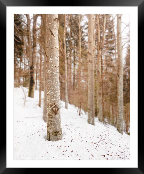 Snow in the woods Framed Mounted Print by Paolo Cordoni