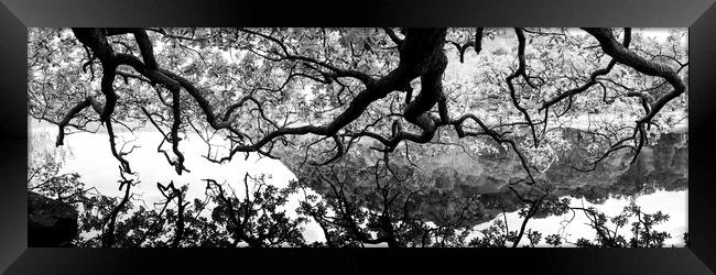 Oak Tree reflecting in a lake Black and white Framed Print by Sonny Ryse