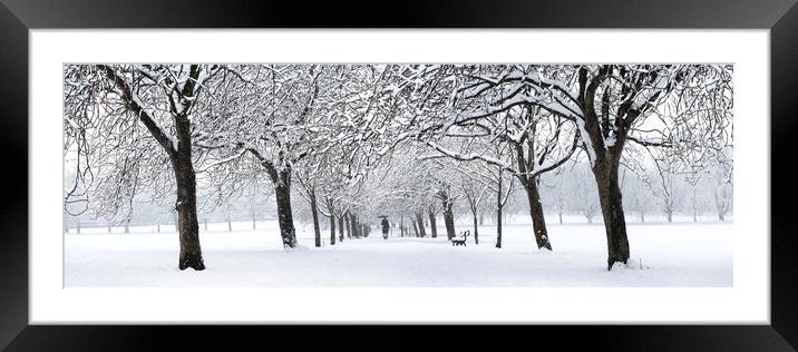 Harrogate cherry blossom walk on the stray covered in Snow England Framed Mounted Print by Sonny Ryse