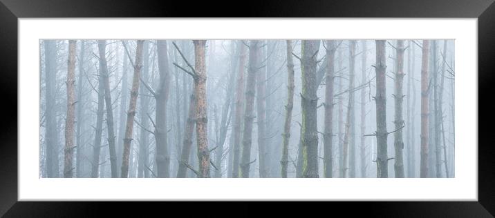 Misty woodland Framed Mounted Print by Sonny Ryse