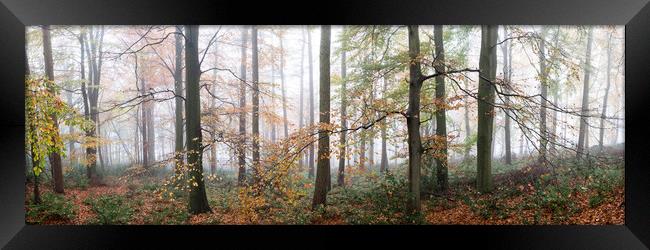 Swinsty woodland in autumn yorkshire dales 2 Framed Print by Sonny Ryse