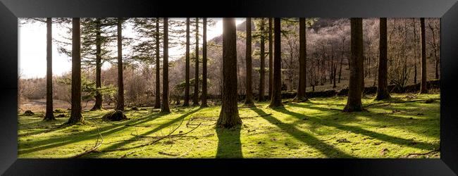 Lake District Woodland Framed Print by Sonny Ryse