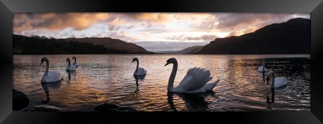 Ullswater Swans Sunrise Lake District Framed Print by Sonny Ryse