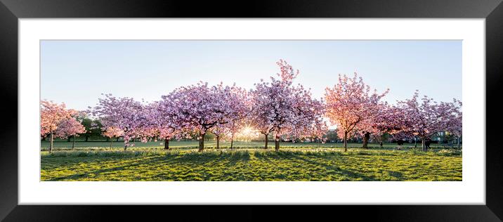 Cherry blossom walk in spring harrogate Framed Mounted Print by Sonny Ryse