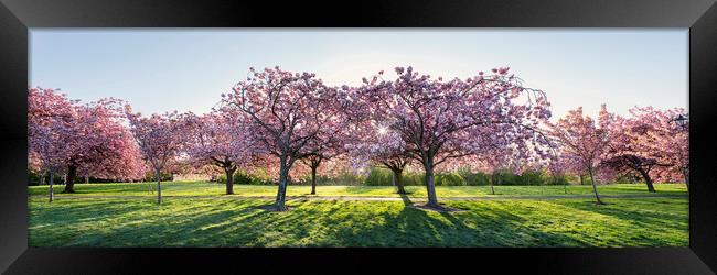 Cherry Blossom Walk in spring in harrogate Framed Print by Sonny Ryse