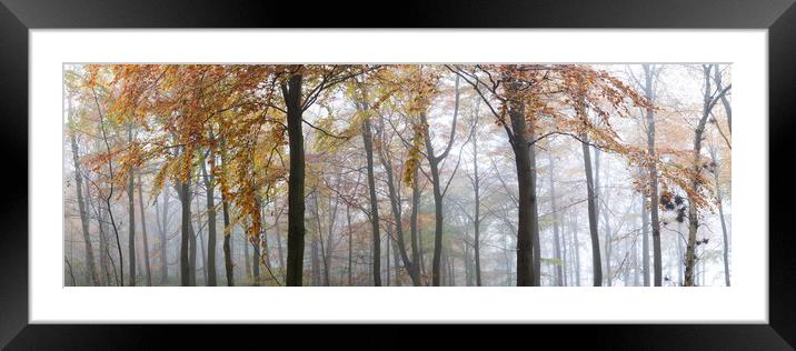 Misty Autumn woodland in Yorkshire Framed Mounted Print by Sonny Ryse