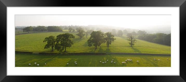 Nidderdale farm sheep Framed Mounted Print by Sonny Ryse