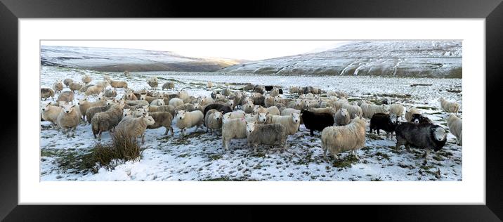 Winter sheep in the Yorkshire dales Framed Mounted Print by Sonny Ryse
